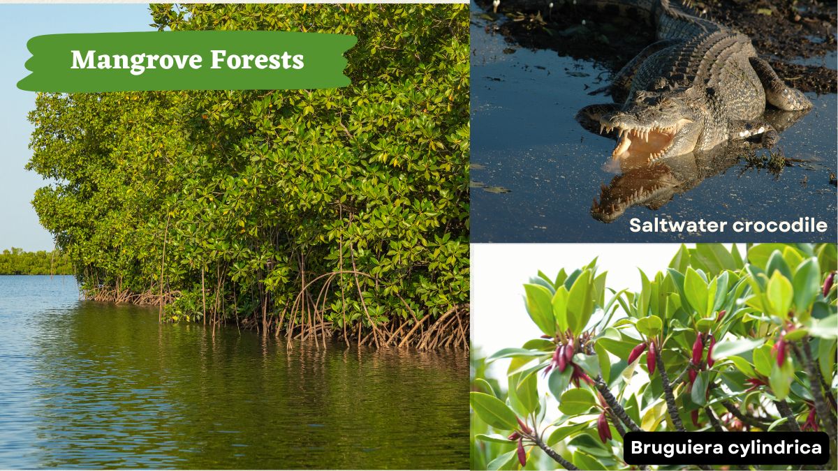 Mangrove Forests