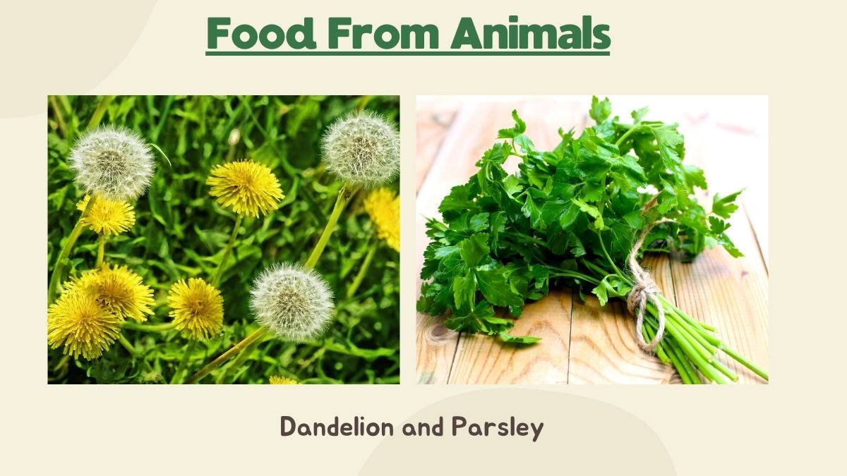 medicinal plants