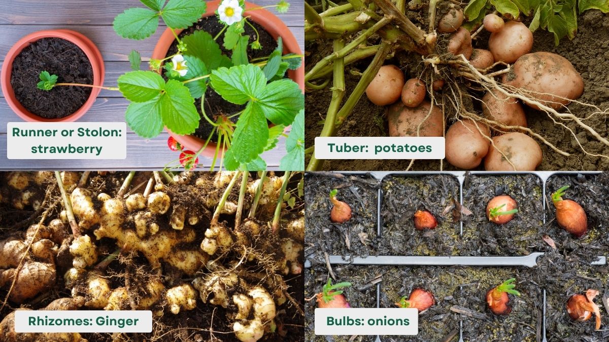 Natural methods of vegetative reproduction
