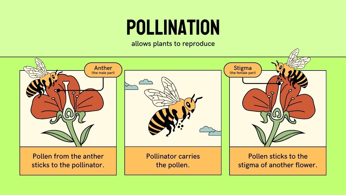 pollination