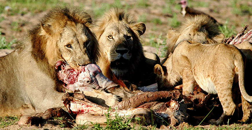 Carnivores