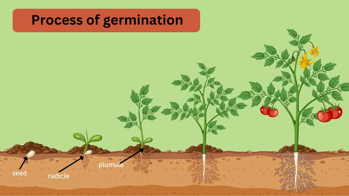 process of germination 