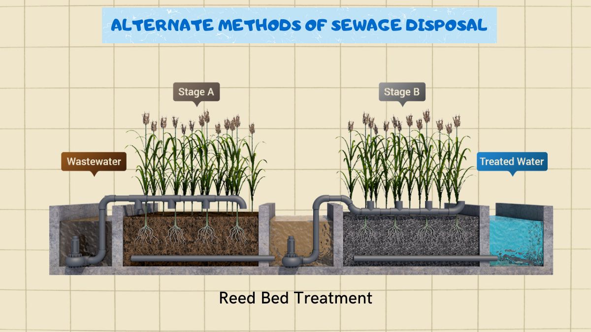  Reed Bed Treatment