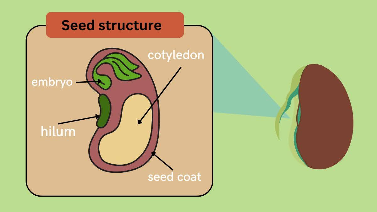 Structure of the seed
