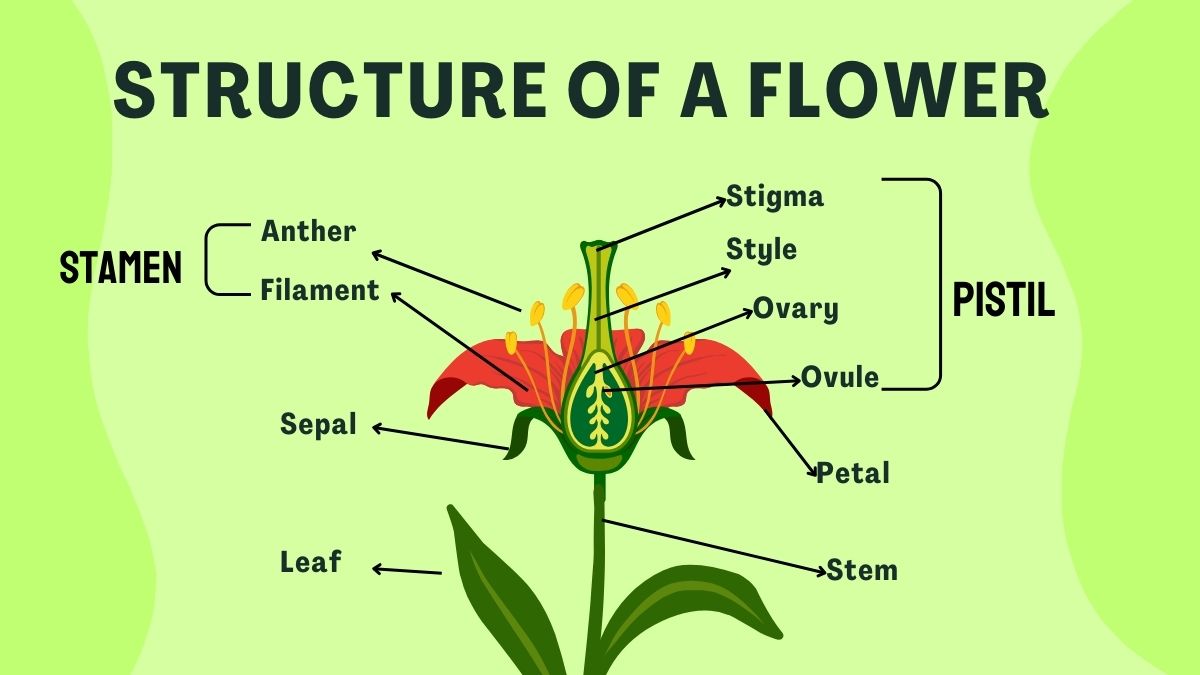 Structure of a flower