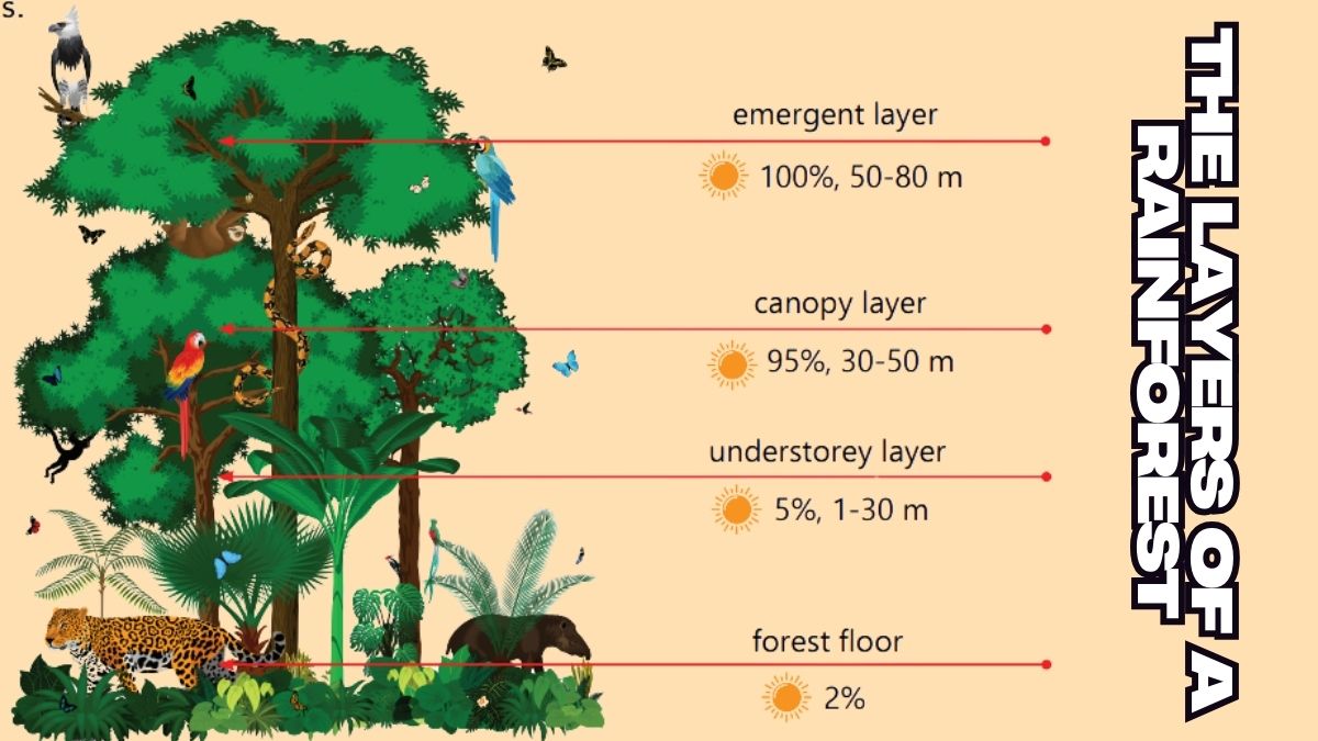 the layers of a rainforest