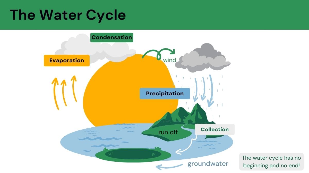 The water cycle