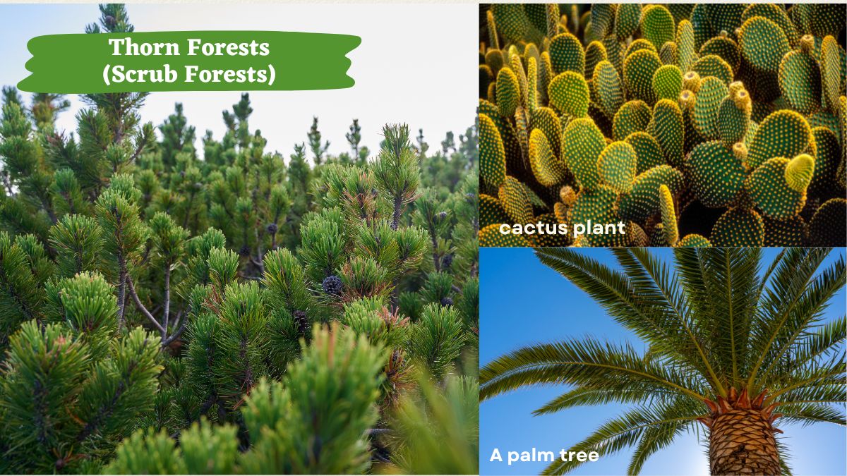 Thorn Forests (Scrub Forests)