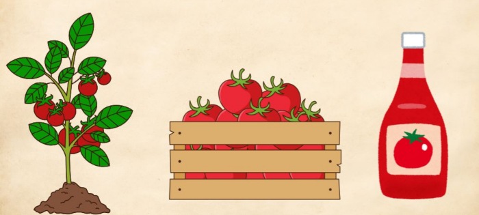 Food And It's Sources: tomato