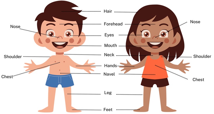  body parts name 