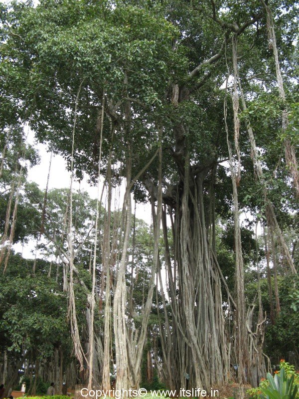 Banyan Tree | National Tree of India | Gardening | Bonsai