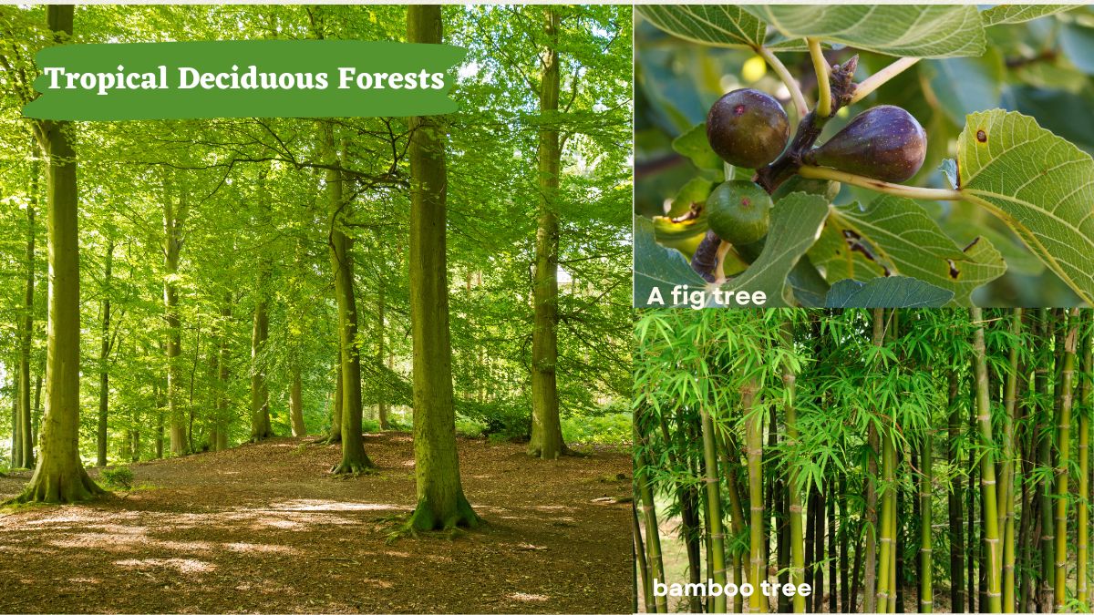 Tropical Deciduous Forests