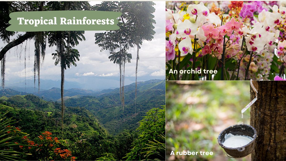 Tropical Rainforests