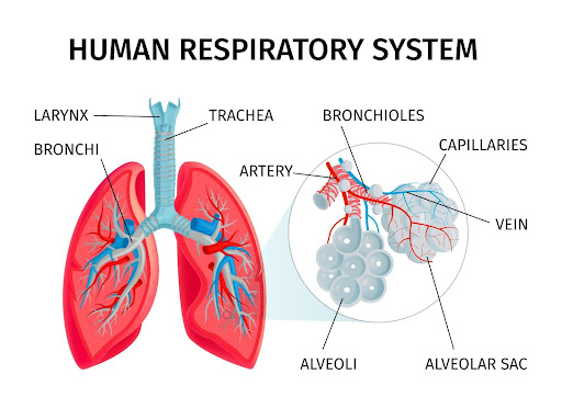 Human Respiratory System