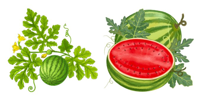 Food And It's Sources : watermelon